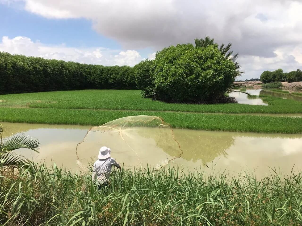 Rice fields in Vietnam